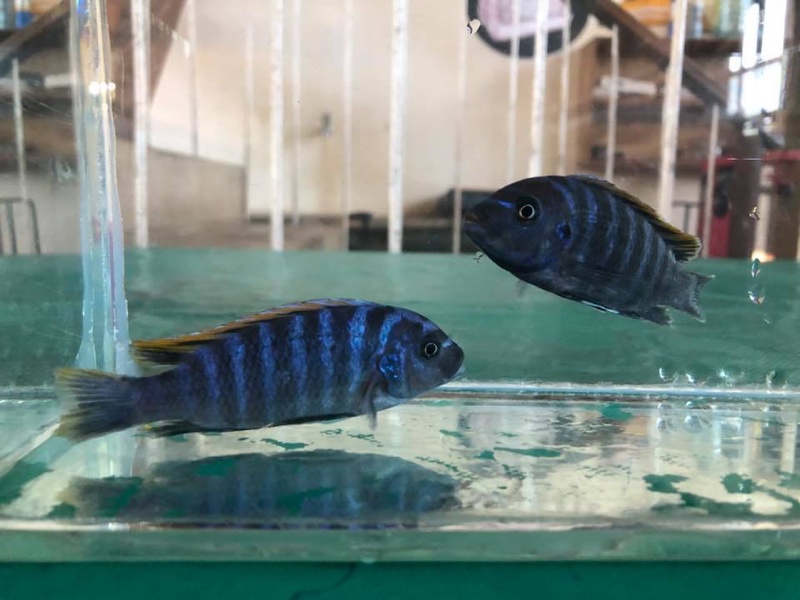 Cynotilapia zebroides 'Londo'